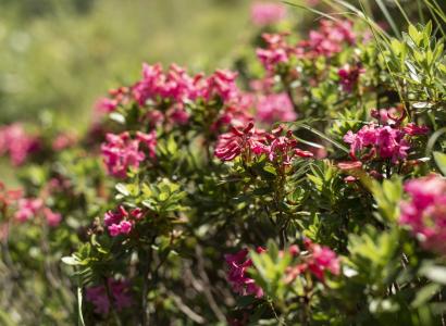 Alpenrosen rund um den Körbersee (c) Johannes Fink