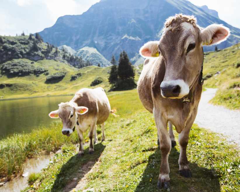 Kühe am Körbersee (c) Warth-Schröcken Tourismus