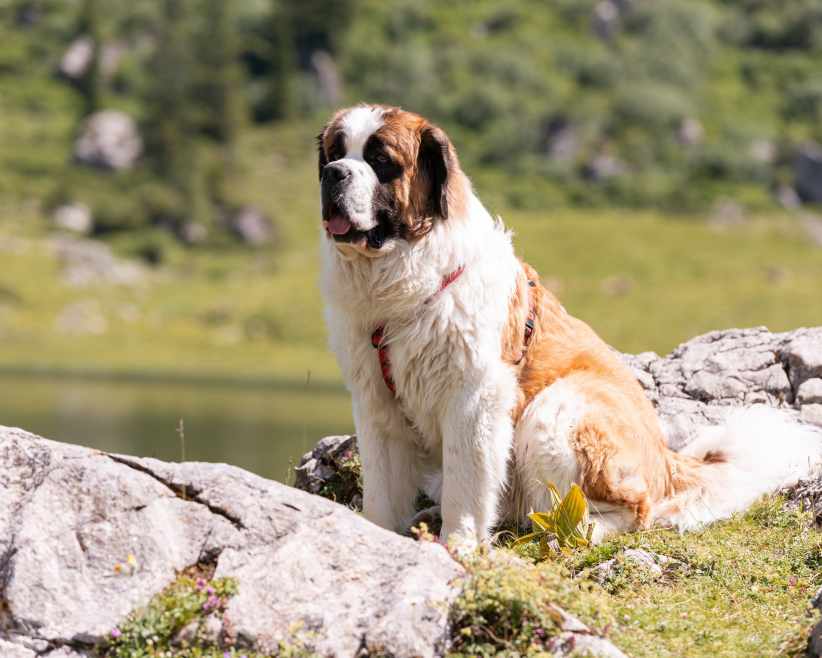 Barry 1 Bernhardiner Hotel Körbersee © Johannes Fink