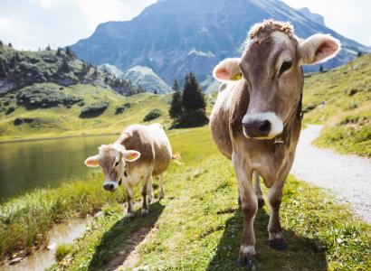 Kühe am Körbersee (c) Warth-Schröcken Tourismus