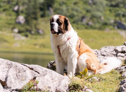 Barry 1 Bernhardiner Hotel Körbersee © Johannes Fink