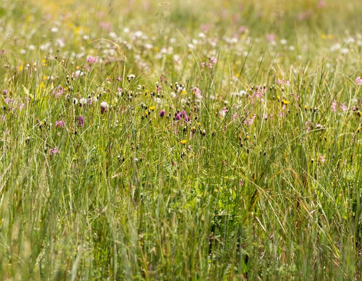 Bergwiese am Körbersee (c) Johannes Fink