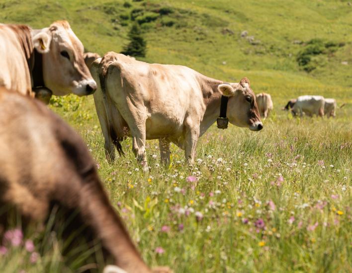Kühe im hohen Gras rund um den Körbersee (c) Johannes Fink