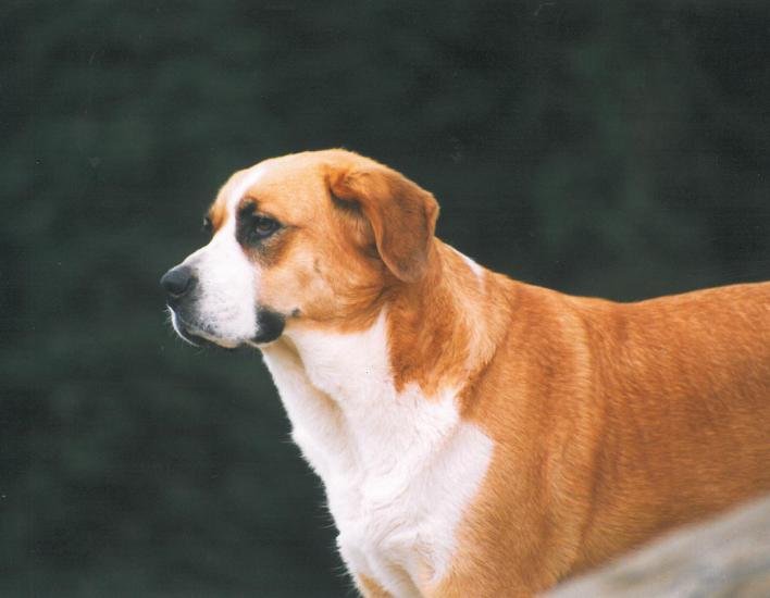 Barry IV vor dem Berghotel Körbersee