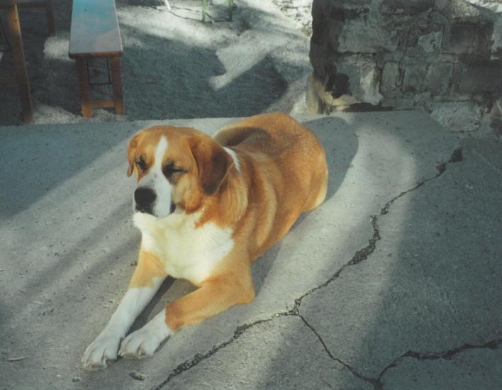 Barry IV vor dem Berghotel Körbersee