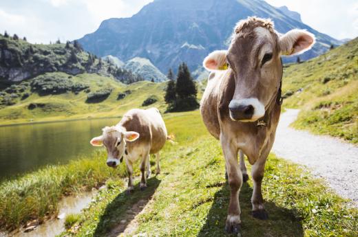 Kühe am Körbersee (c) Warth-Schröcken Tourismus